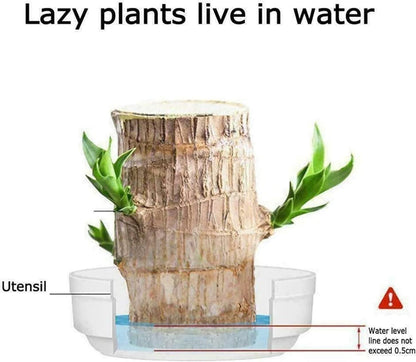 Brazilian Lucky Wood Mini Home Plant Decorations